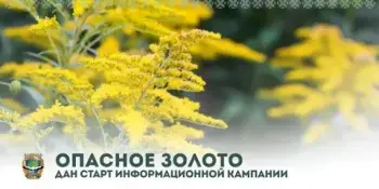 Опасное золото